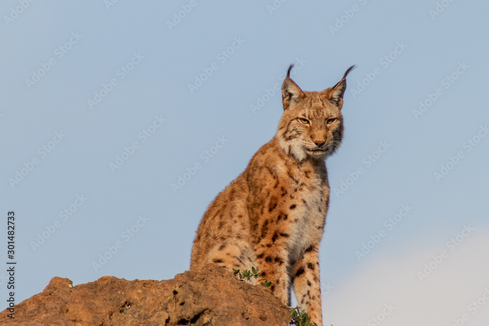Obraz premium a boreal lynx resting in its territory