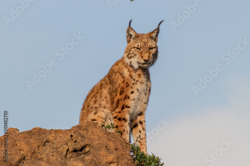 a boreal lynx resting in its territory