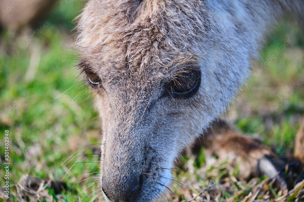 Wild Kangaroos and joeys on open grass land in Gold Coast, Queensland, Australia Wild Kangaroos and joeys on open grass land in Gold Coast, Queensland, Australia