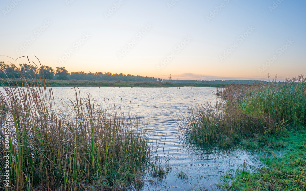 Reed along the edge of a lake in sunlight at sunrise in autumn Reed along the edge of a lake in sunlight at sunrise in autumn