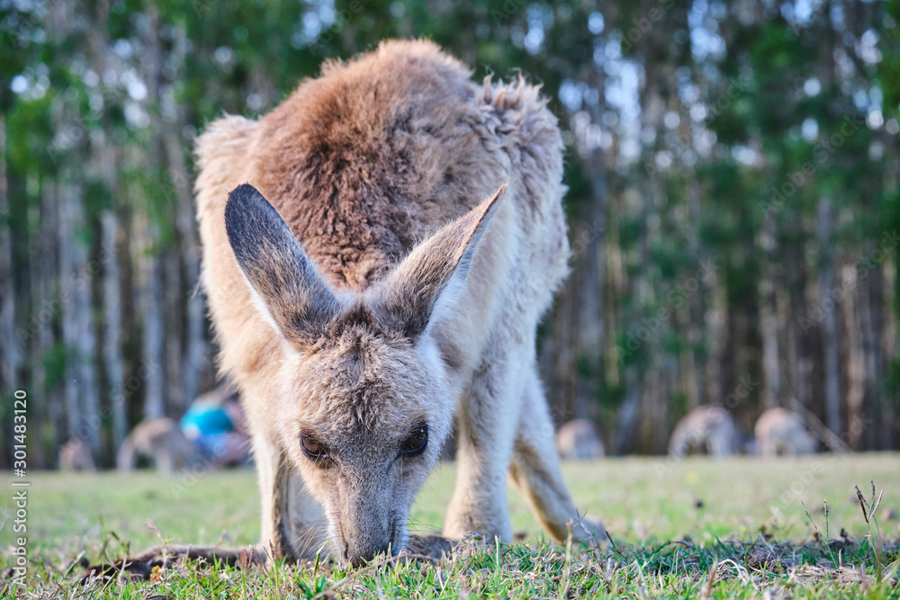 Wild Kangaroos and joeys on open grass land in Gold Coast, Queensland, Australia Wild Kangaroos and joeys on open grass land in Gold Coast, Queensland, Australia