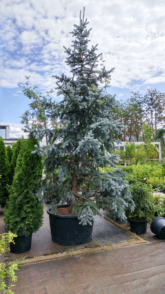 Spruce. Evergreen plants in pots in store. Live, real beautiful Christmas tree. Saplings of pine, spruce, fir,  other coniferous trees in pots in a plant nursery. Huge, tall tree. Plant for purchase