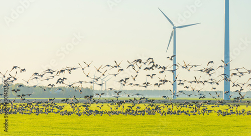 Birds flying over a field with wind turbines in sunlight at fall