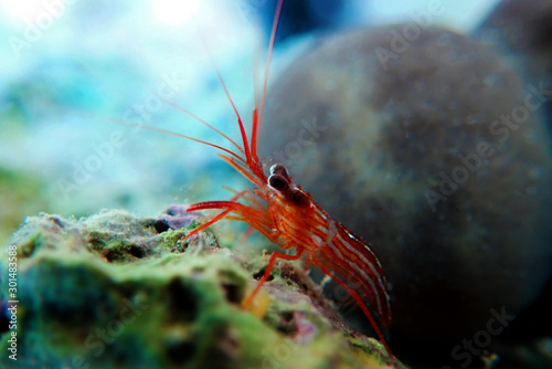 Lysmata peppermint shrimp in underwater scene on the rock