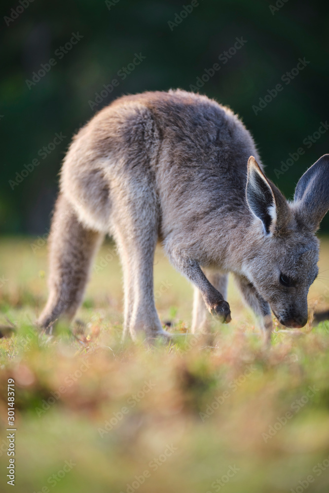 Wild Kangaroos and joeys on open grass land in Gold Coast, Queensland, Australia Wild Kangaroos and joeys on open grass land in Gold Coast, Queensland, Australia