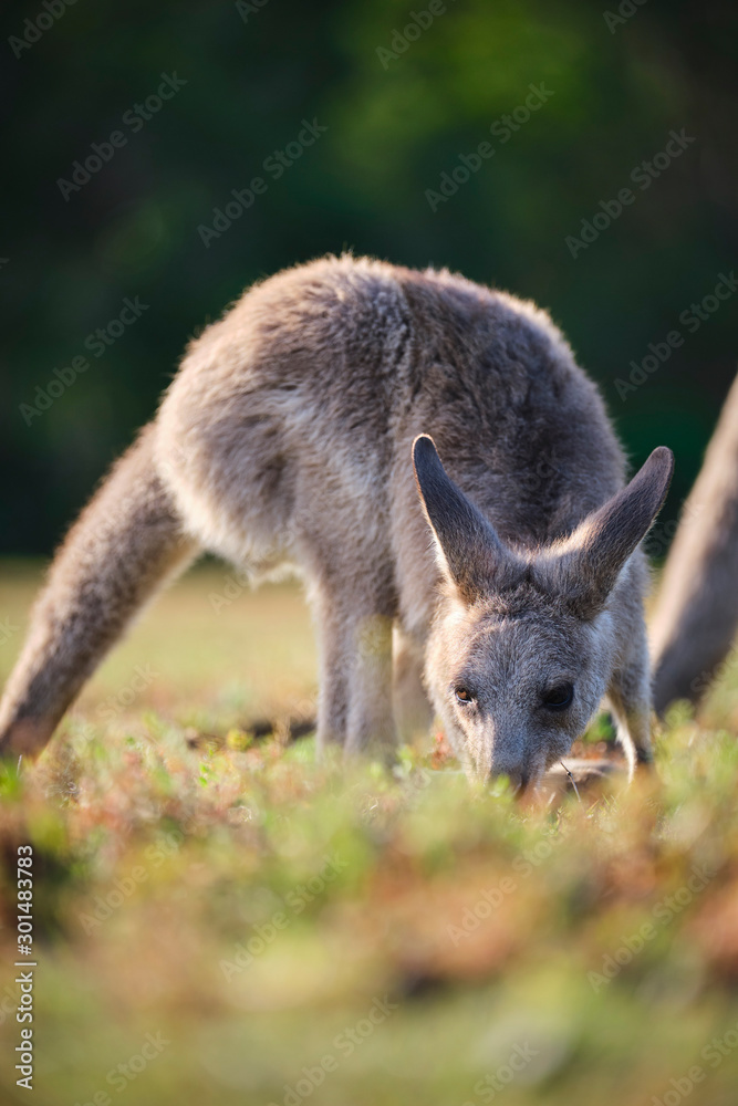 Wild Kangaroos and joeys on open grass land in Gold Coast, Queensland, Australia Wild Kangaroos and joeys on open grass land in Gold Coast, Queensland, Australia