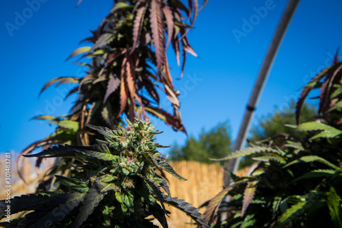 Marijuana Flower  Papaya Strain  close-up 