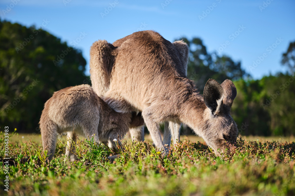 Wild Kangaroos and joeys on open grass land in Gold Coast, Queensland, Australia Wild Kangaroos and joeys on open grass land in Gold Coast, Queensland, Australia