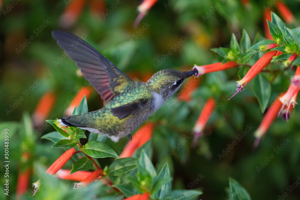 Fototapeta premium Hummingbird