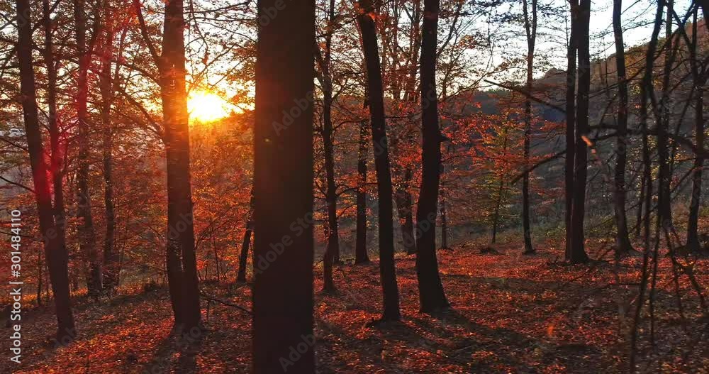 Autumn forest drone aerial shot at sunset. Overhead view of foliage trees in Hungary, Matra. Inspiring autumn season landscape panorama.