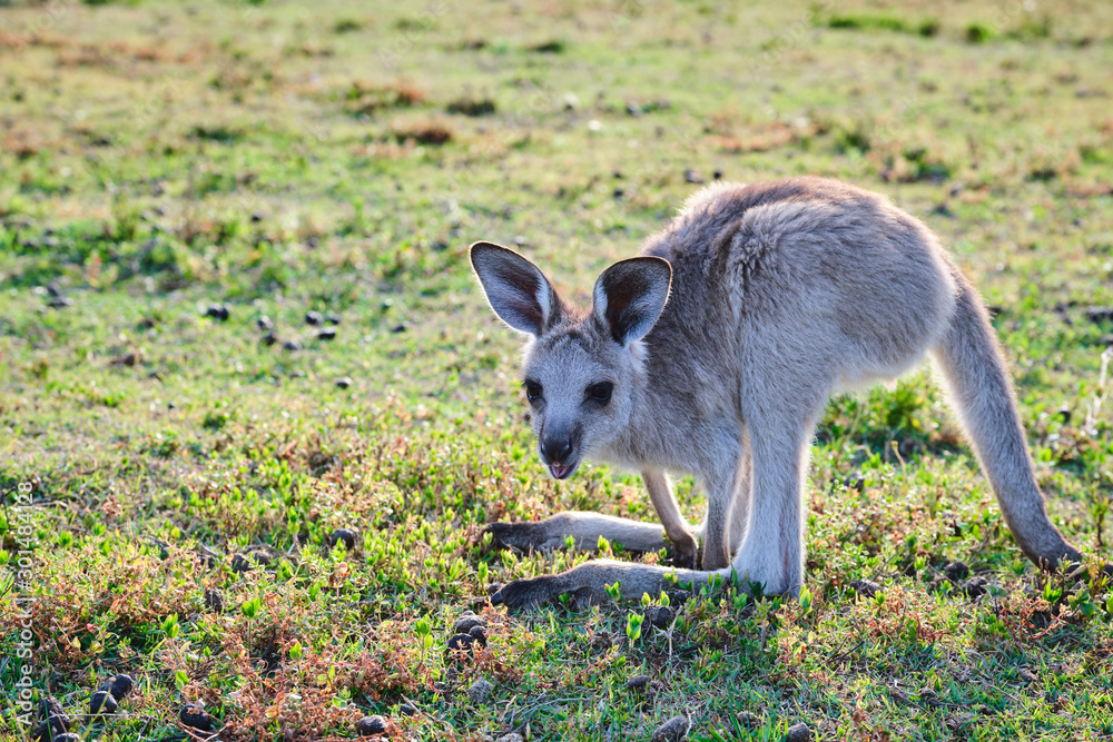 Wild Kangaroos and joeys on open grass land in Gold Coast, Queensland, Australia Wild Kangaroos and joeys on open grass land in Gold Coast, Queensland, Australia