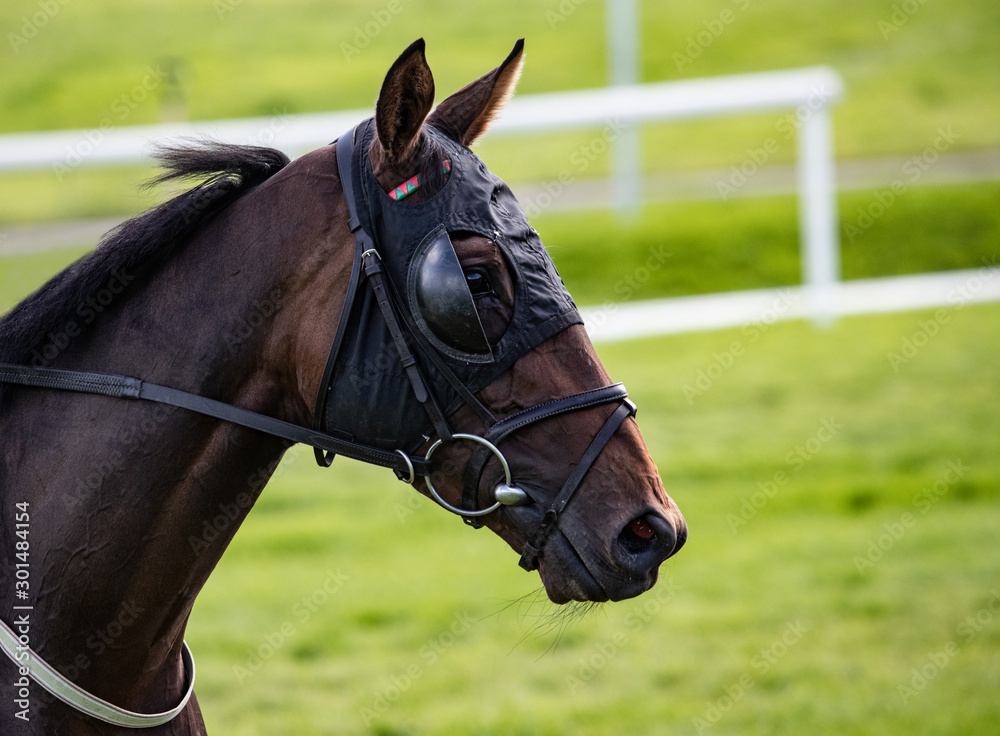 Close up portrait of race horse waring a face mask with blinkers on the race track Close up portrait of race horse waring a face mask with blinkers on the race track