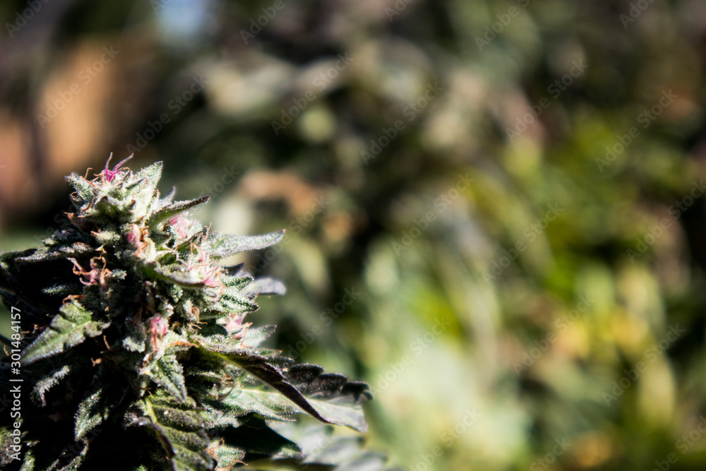 Marijuana Flower Close-Up