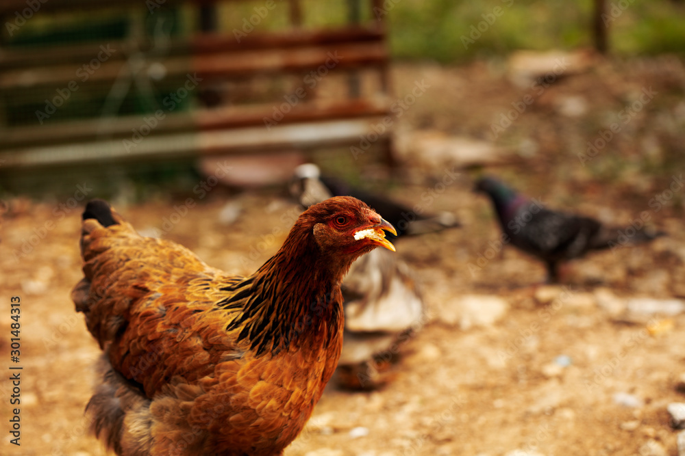 Fototapeta premium chicken feed, chickens fed on the farm