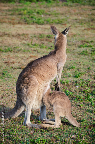 Wild Kangaroos and joeys on open grass land in Gold Coast, Queensland, Australia