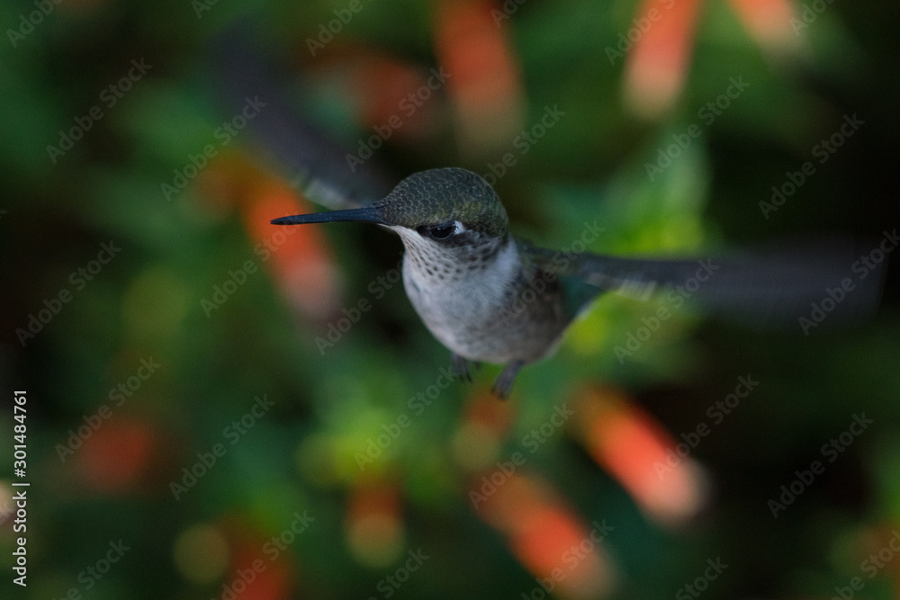 Fototapeta premium Hummingbird