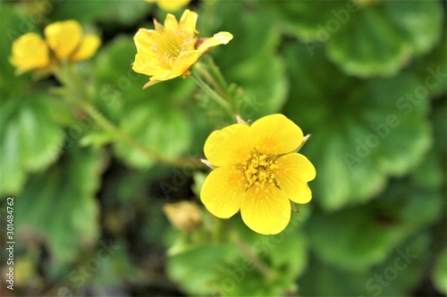 yellow flower on green background © Marcy