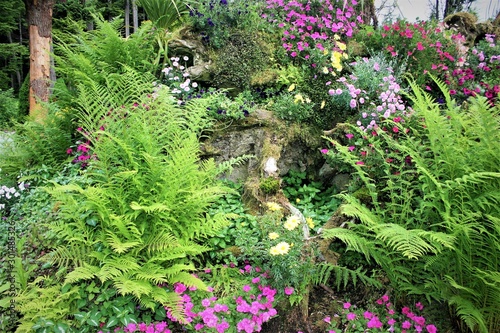 Flowers and ferns in the garden