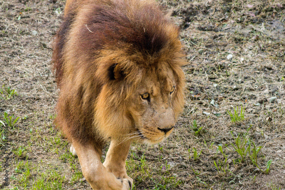 Naklejka premium a lion walking through its territory
