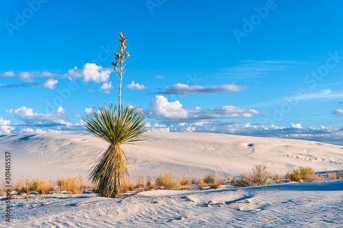 Sand dunes in White Sands National Park, New Mexico photo