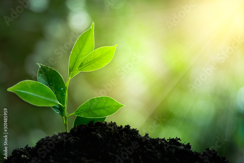 Natural green plant with rays of light. Nature and fresh background for environmental saving concept.