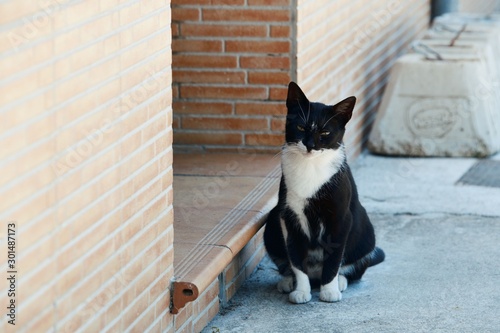 Billede på lærred Blue village of Juzcar