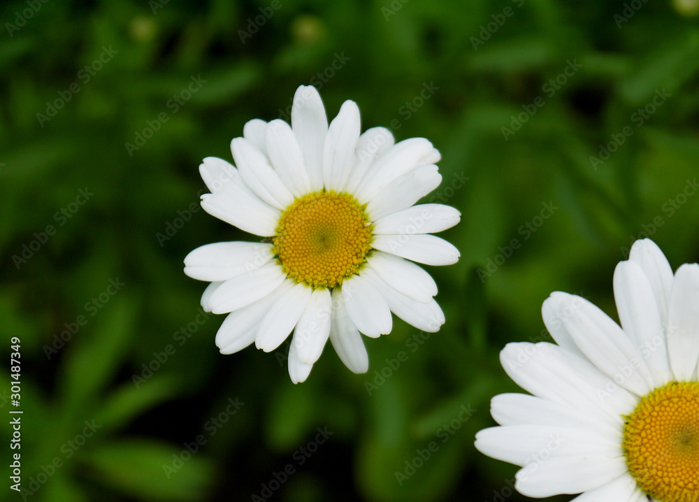 Growing white daisies on a green background. Place for text. Growing white daisies on a green background. Place for text.