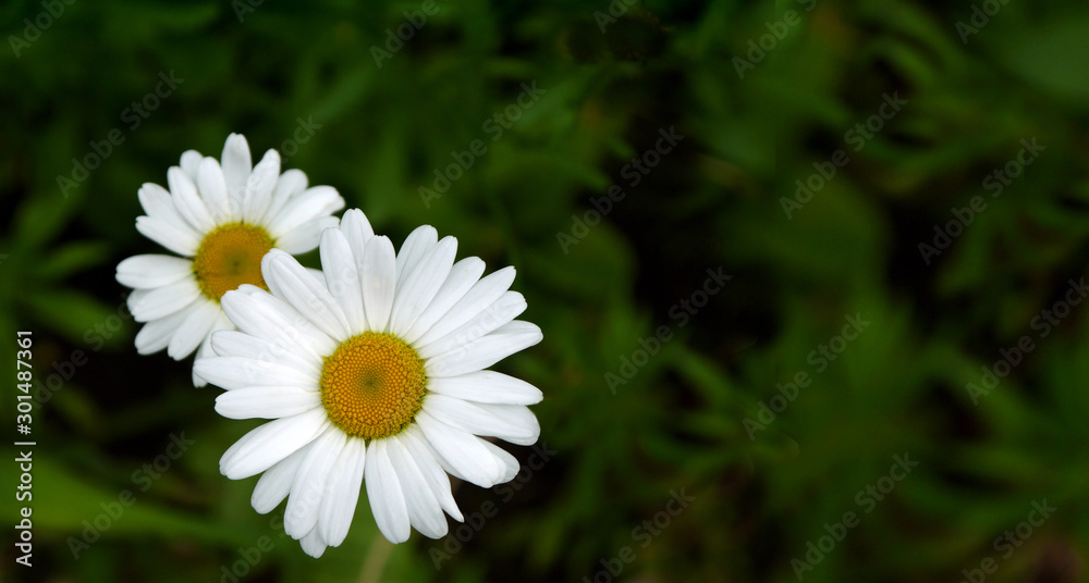 Growing white daisies on a green background. Place for text. Growing white daisies on a green background. Place for text.