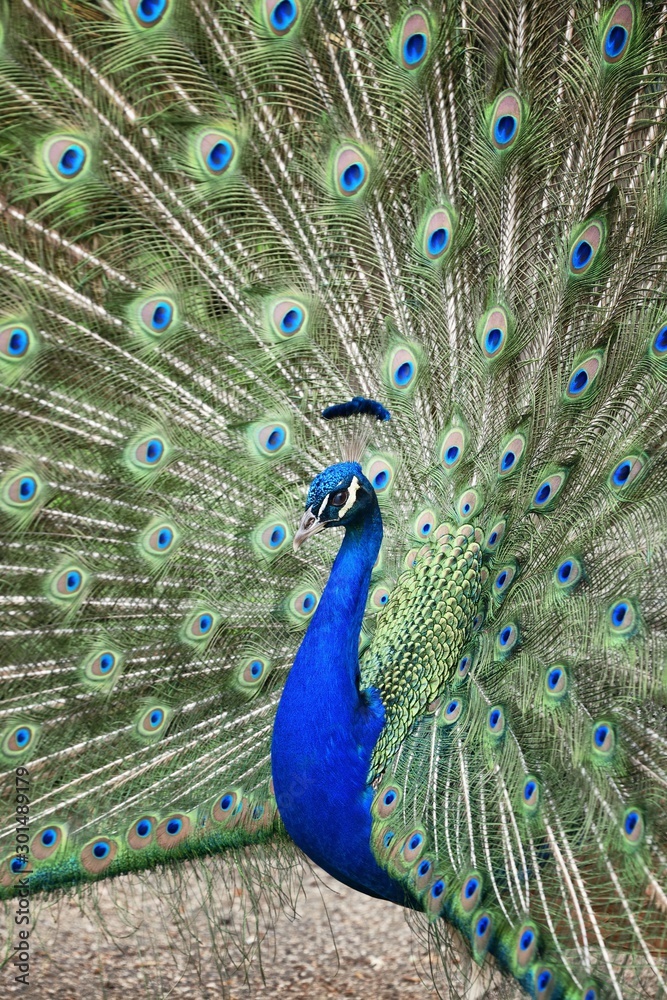 Naklejka premium Peacock