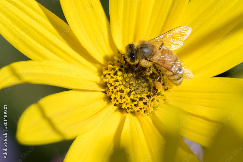 A macro of a western honey bee busy at work pollinating the flower garden. Raleigh, North Carolina. A macro of a western honey bee busy at work pollinating the flower garden. Raleigh, North Carolina.