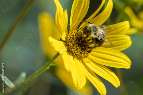 A macro of a bumblebee covered in flecks of pollen busy at work. Raleigh, North Carolina.