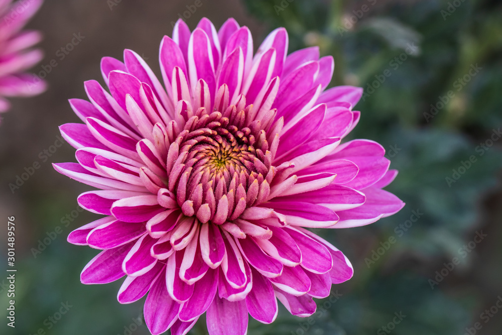 Pink chrysanthemums close up in autumn Sunny day in the garden. Autumn flowers. Flower head Pink chrysanthemums close up in autumn Sunny day in the garden. Autumn flowers. Flower head