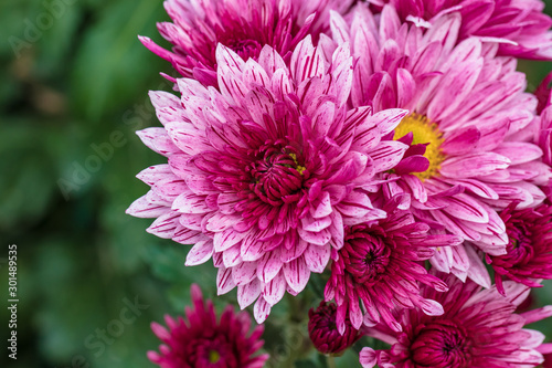 Pink chrysanthemums close up in autumn Sunny day in the garden. Autumn flowers. Flower head