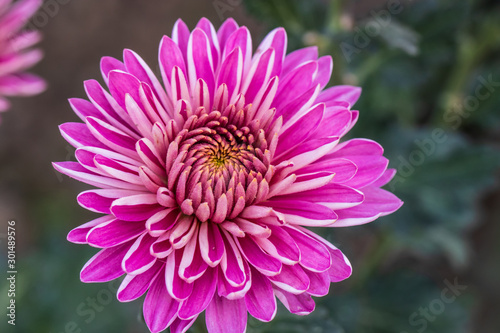 Pink chrysanthemums close up in autumn Sunny day in the garden. Autumn flowers. Flower head