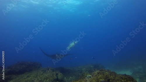 Turtle & Manta Ray. Green Turtle Or Sea Turtle & Beautiful Ray Swimming Over Peaceful Coral Reef In Calm Blue Sea Water & Sunlit Sea Surface. Graceful Gentle Marine Life & Aquatic Underwater Wildlife