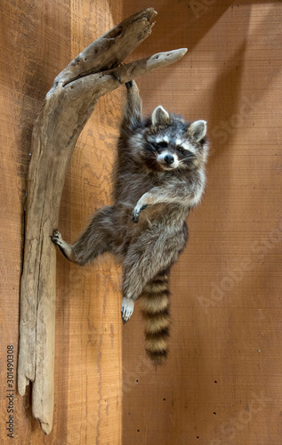 Raccoon hanging on the fence photo