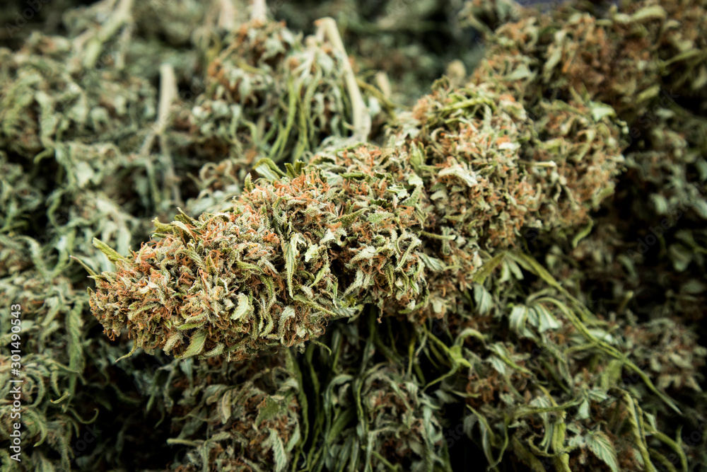 Dried Marijuana Buds After Harvest
