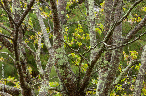 Tree with Lichen