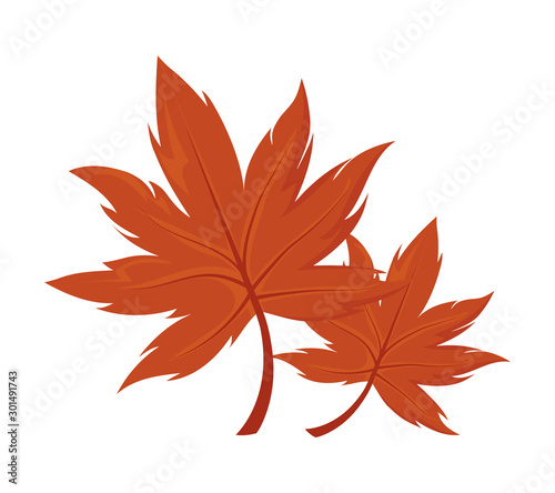 beautiful autumn leaves on white background © djvstock