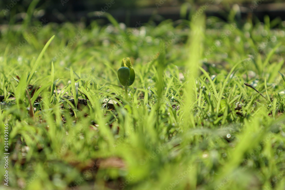 Naklejka premium macro photo selective focus on green sprouts, shoots, seeds as background - foto makro fokus selektif pada kecambah hijau, pucuk, benih sebagai latar belakang