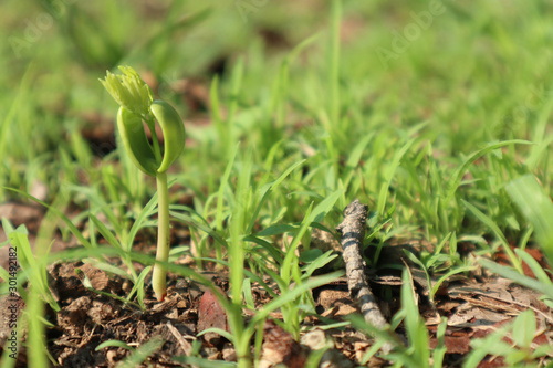 macro photo selective focus on green sprouts, shoots, seeds as background - foto makro fokus selektif pada kecambah hijau, pucuk, benih sebagai latar belakang photo