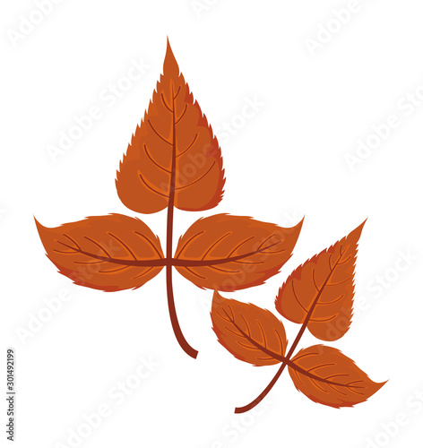 beautiful autumn leaves on white background