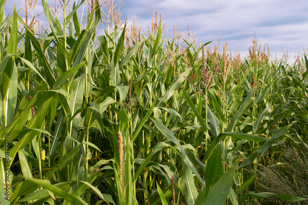 Fototapeta premium Corn field and blue sky with clouds.