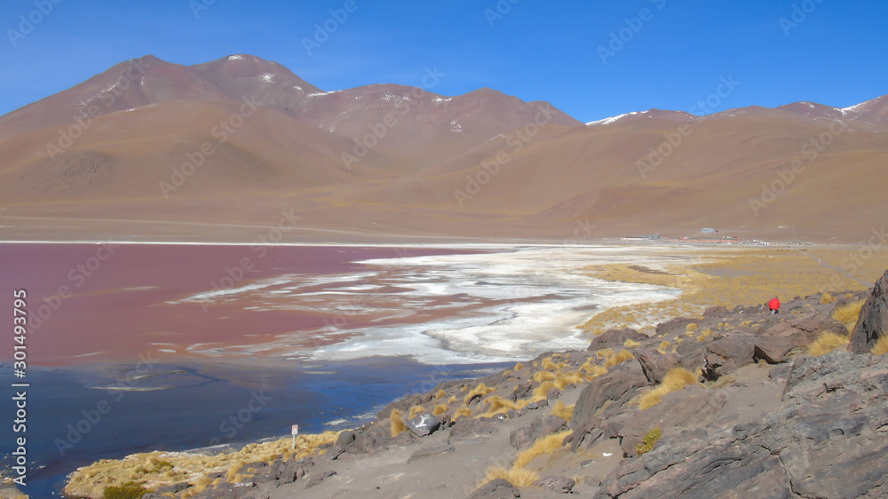 Laguna Colorada is a breeding place for Andean flamingos, migratory birds that count for miles in their mineral-rich waters. In Potosi Bolivia