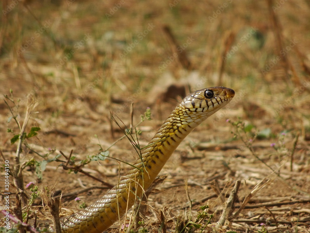 A snake on a field