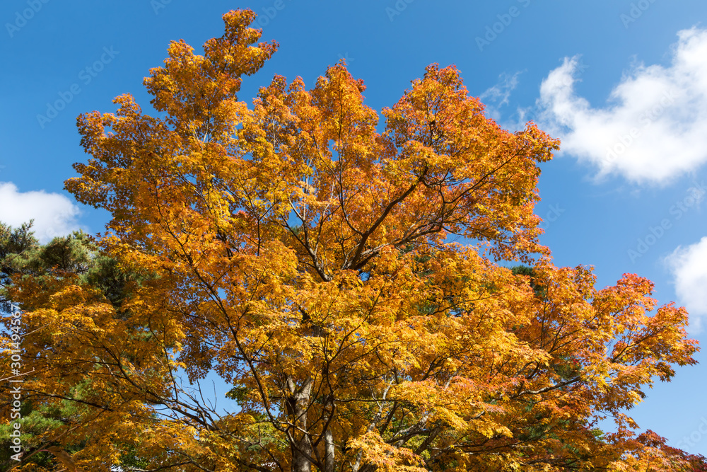 (山梨県ｰ風景)山中湖畔の紅葉する木々３