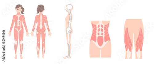 女性の筋肉と骨格 