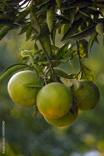 Uncultivated oranges on the tree branch close up view