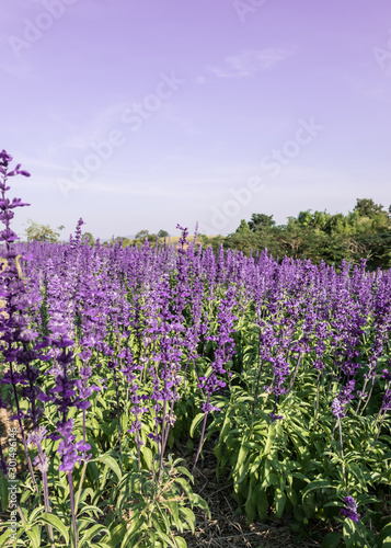 Lavender Field in the summer