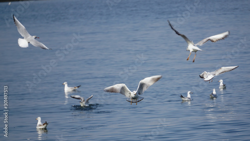 Beautiful white seagulls stunting on the sea
